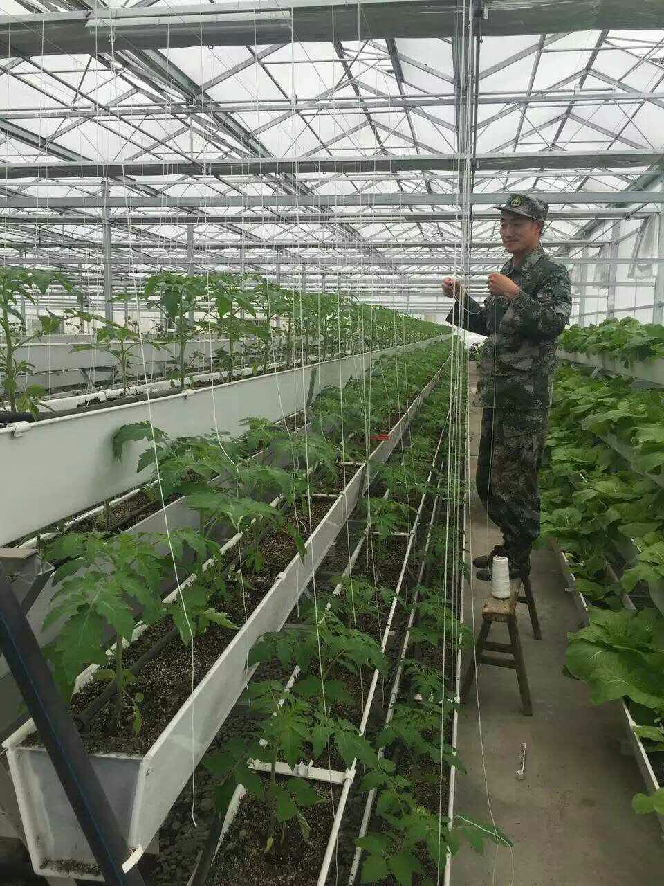 蔬菜丝瓜视频污版黄色软件下载种植槽